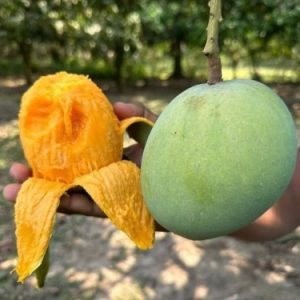 10 KG হিমসাগর আম প্রিমিয়াম গ্রেড (সরাসরী বাগান থেকে)